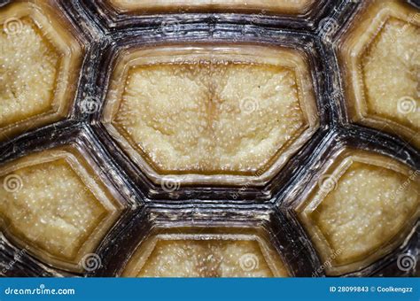 Sea Turtle Shell 的图像结果