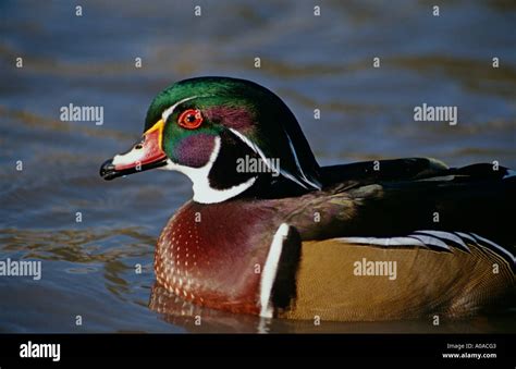 Image result for Italian Native American Bride