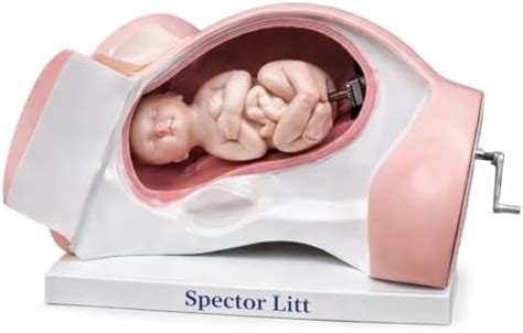 Spector Litt Child Birth Delivery Model | Realistic Baby Birth Training ...