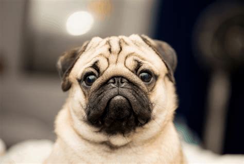 Pug Lifespan Facts You Should Know | PawLeaks