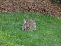 Image result for Scary Bunny