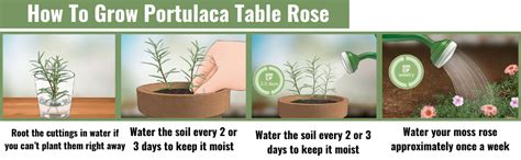 Cypress Portulaca Grandiflora/Purslane Live Plant (3 colours) with ...