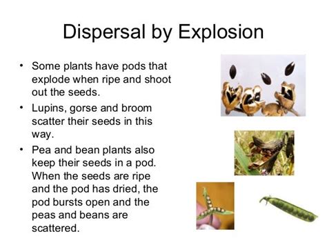 Seed Dispersal Examples 的图像结果