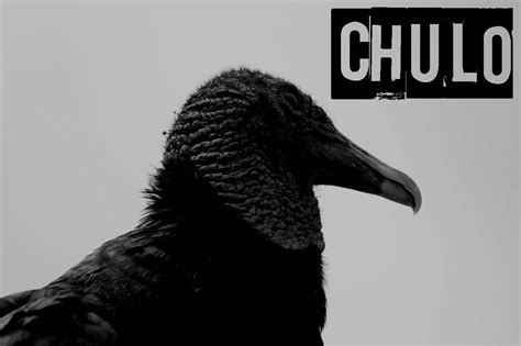 Image result for Chulo Arriba