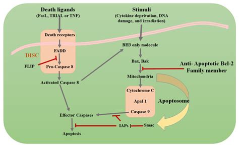 Advances in Cancer Diagnosis: Bio-Electrochemical and Biophysical ...