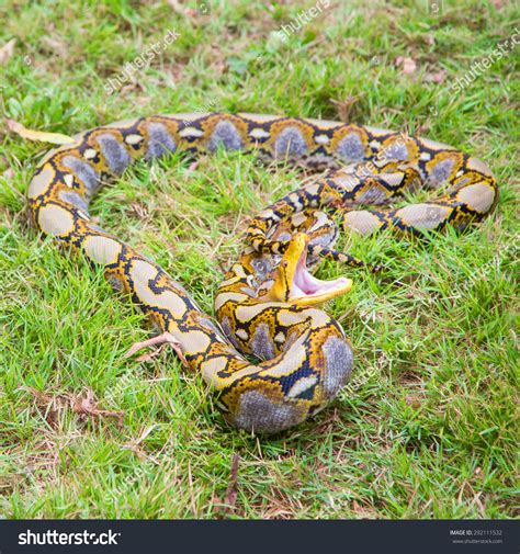 Image result for Reticulated Python Snake