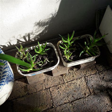 Communitree - Potluck nursery