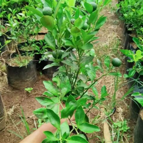 Jual bibit jeruk limau/limo berbuah-pohon jeruk sambal sudah berbuah ...