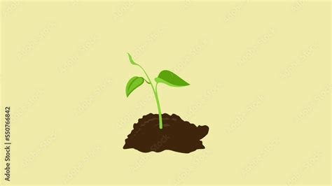 Image result for Plant Animation Tutorial
