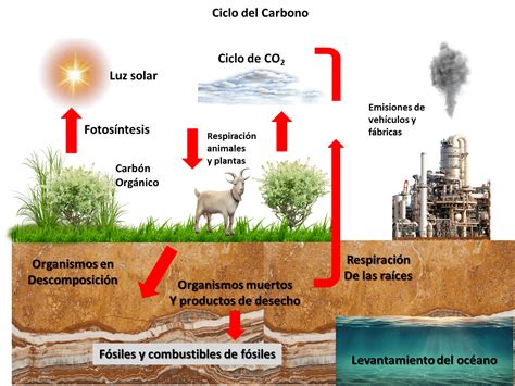 Los ecosistemas 【Definición, clases y conservación】