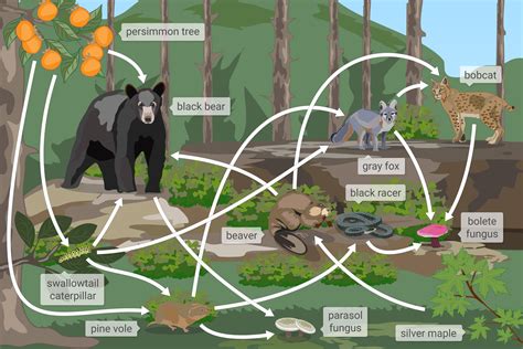 Forest Food Web Examples