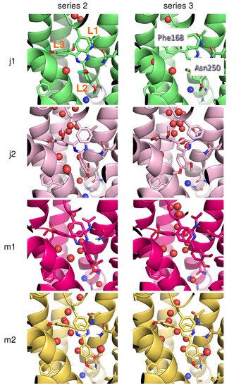 IJMS | Special Issue : Computer Simulation on Membrane Receptors