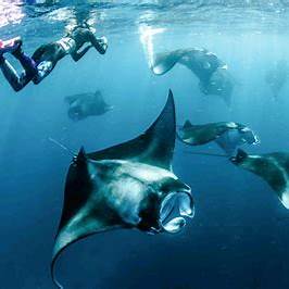 Hanifaru Bay mantas