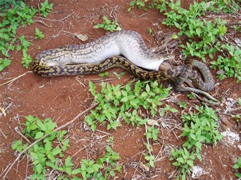 Image result for Python Swallowing Kangaroo
