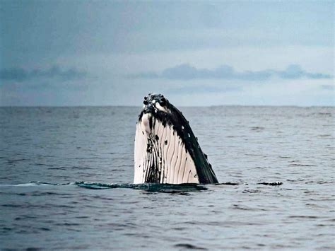 EXPLORE VAVA'U (2026) All You Need to Know BEFORE You Go (with Photos ...