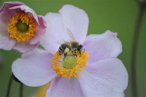 Image result for Pollination Examples