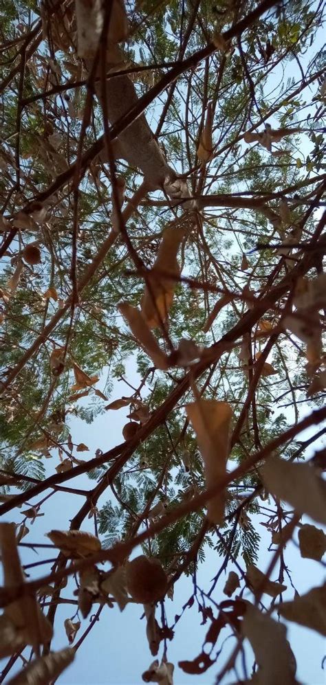 Krishna sweets, Thiruvarur, E B Colony Bus Stop - Restaurant reviews