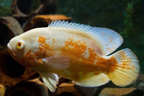 Albino Oscar (Astronotus Ocellatus) Complete Care Sheet