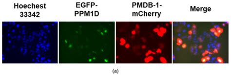 Processes | Special Issue : The Amazing World of Peptide Engineering