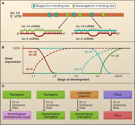 Small Activatingrna 的图像结果