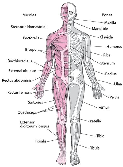Image result for Introduction to Musculoskeletal System
