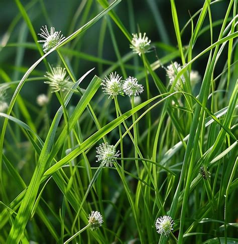 Muthanga – Trust Nature