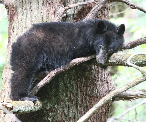 Shooting black bears! | Ohio Cooperative Living