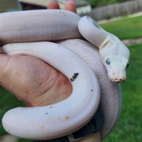 Image result for Cow Spot Reticulated Python