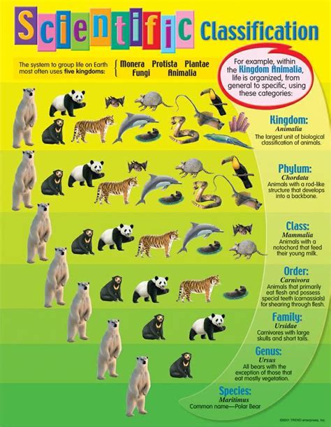 Image result for Scientific Classification Table