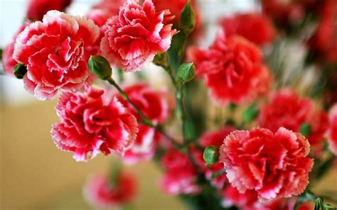 Carnation Wallpapers - Top Free Carnation Backgrounds - WallpaperAccess