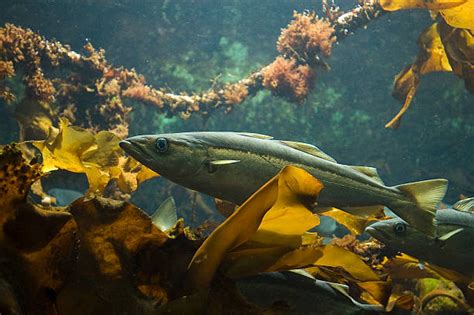 Cod Fish Swimming 的图像结果