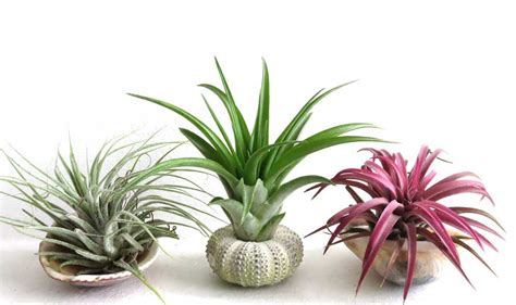 Air Plant Display Ideas 的图像结果