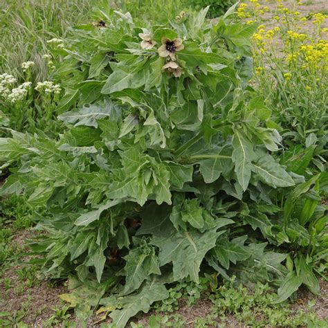 Henbane (Hyoscyamus niger)