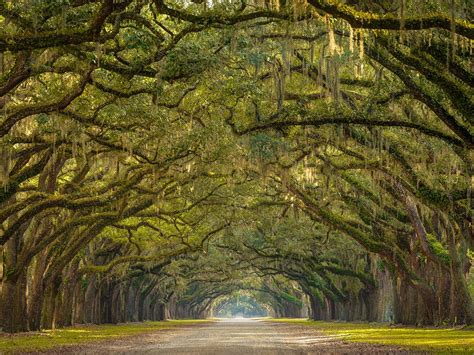Georgia State Bird And Flower And Tree