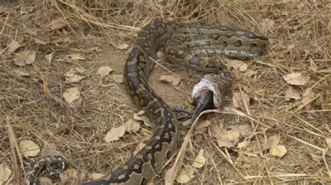 Image result for Python Attack Cat