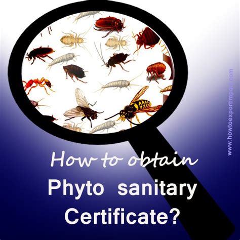 Office to contact Phytosanitary inspection in India