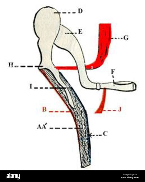 Tensor Veli Palatini Origin And Insertion