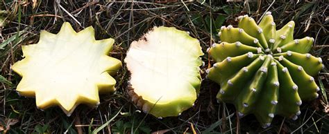 Zoom Virtual Studio 的图像结果