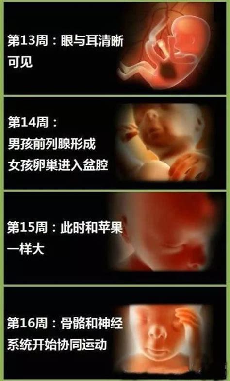 详细记录怀孕40周胎儿成长过程，从胚胎到宝宝，这些变化太神奇了-腾讯网