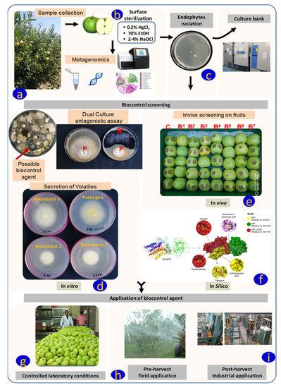 Biocontrol Screening of Endophytes: Applications and Limitations