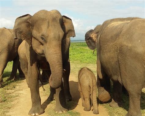 ELEPHANTS FENCE GUEST & SAFARI SERVICES (Udawalawa) - Specialty Inn ...