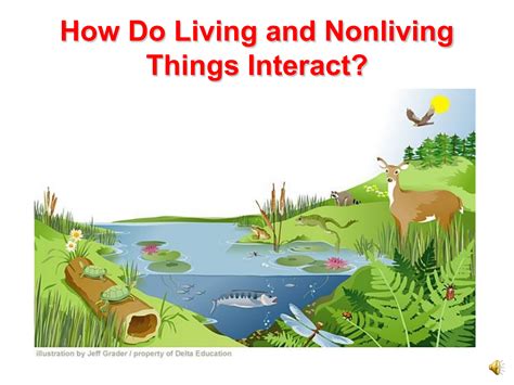 Ks1 Living Things Animals And Plants Depend On Each Other