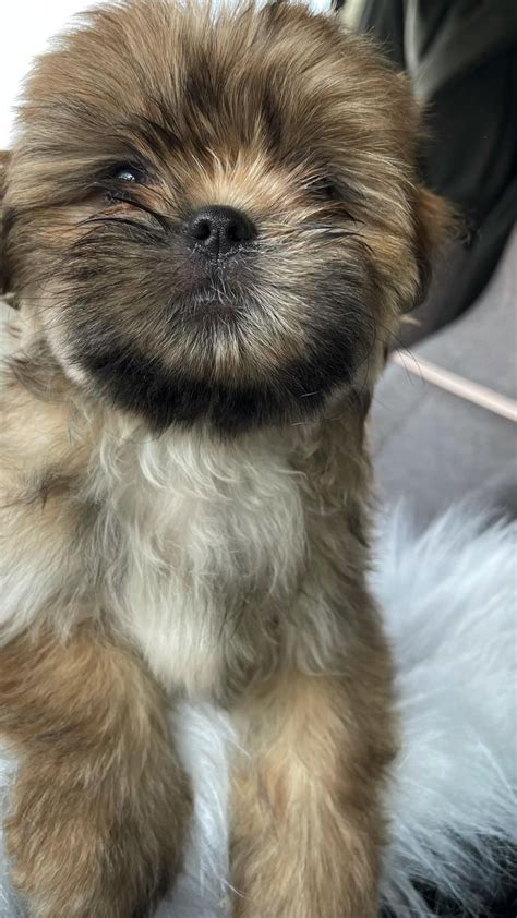 30 pomeranians mixed with shih tzu – Artofit