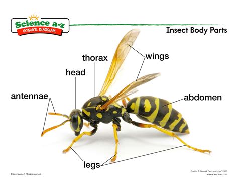 Three Parts Of An Insects Body at Jane Shepherd blog