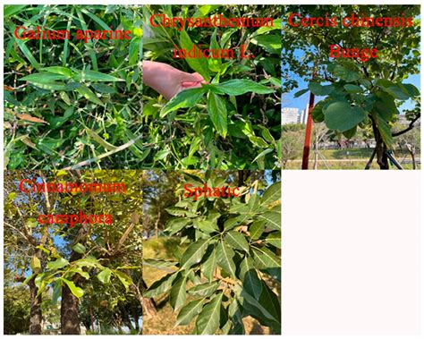 Vis/NIR Spectroscopy and Chemometrics for Non-Destructive Estimation of ...