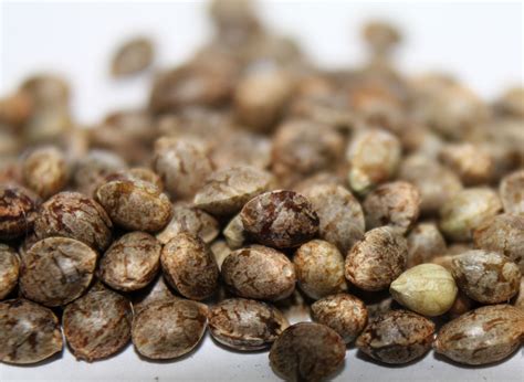 The difference between regular and feminized cannabis seeds – Which ...