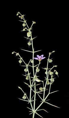 Zygophyllum indicum (Burm.f.) Christenh. & Byng | Plants of the World ...