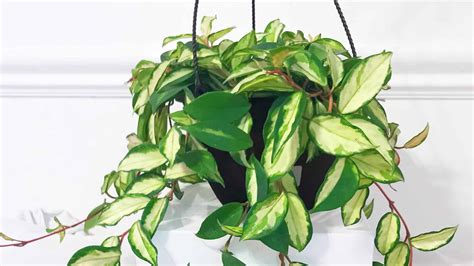 Variegated Wax Plant