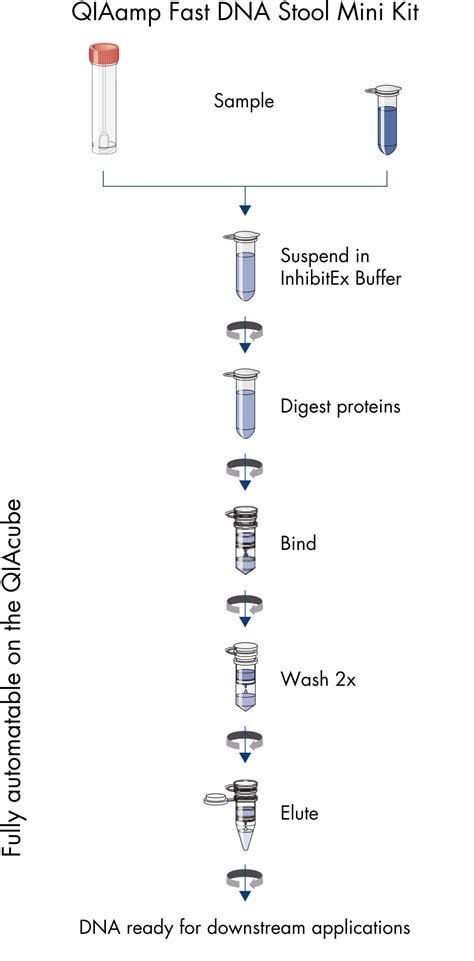 Image result for DNA Extraction QIAGEN Protocol
