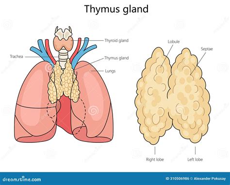 Human Thymus Gland Structure Medical Science Stock Illustration ...